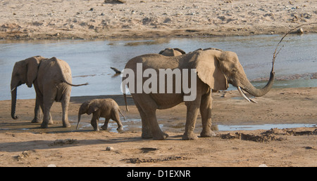 Elefanten mit Baby an der Küste des Uaso Nyiro River-Adult Spritzen Wasser Stockfoto