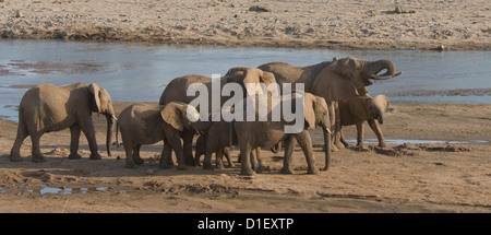 Elefanten mit jungen durch die Küstenlinie des Uaso Nyiro River, trinken aus den Löchern, die sie gegraben Stockfoto