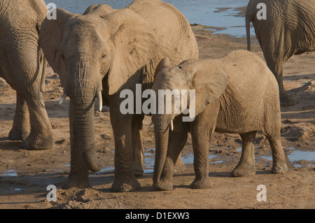 Elefanten mit jungen durch die Küstenlinie des Uaso Nyiro River, Trinkwasser aus den Löchern, die sie gegraben Stockfoto