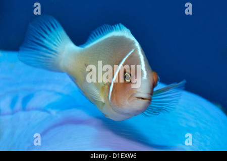 Rosa Anemonenfische (Amphiprion Perideraion) auf Anemone Tulamben, Bali, Indonesien, Pazifischen Ozean, unter Wasser geschossen Stockfoto