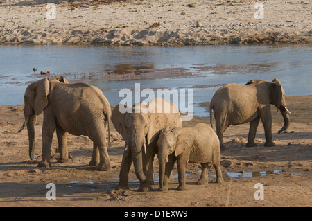 Elefanten mit jungen durch die Küstenlinie des Uaso Nyiro River, trinken aus den Löchern, die sie gegraben Stockfoto