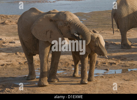 Elefanten mit jungen durch die Küstenlinie des Uaso Nyiro River, trinken Stockfoto