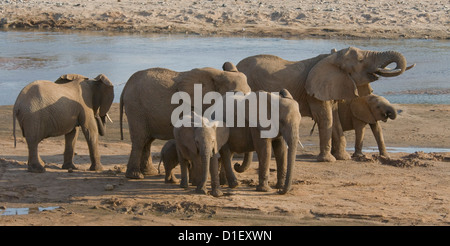 Herde von Elefanten durch die Küstenlinie des Uaso Nyiro River, trinken aus den Löchern, die sie gegraben Stockfoto