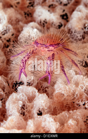 Behaarte Squat Lobster (Lauriea Siagiani) auf Fass-Schwamm, Pemuteran, Bali, Indonesien, Pazifischen Ozean, unter Wasser geschossen Stockfoto