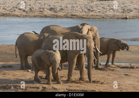 Elefantenherde mit jungen durch die Küstenlinie des Uaso Nyiro River, trinken aus den Löchern, die sie gegraben Stockfoto