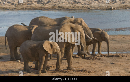 Elefantenherde mit jungen durch die Küstenlinie des Uaso Nyiro River, trinken aus den Löchern, die sie gegraben Stockfoto