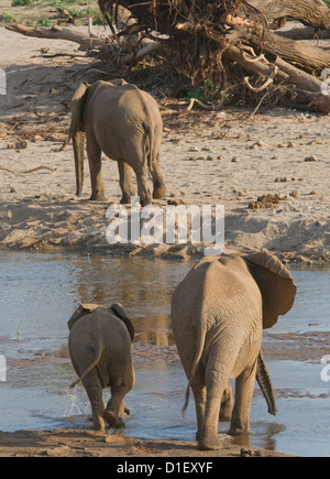 Elefanten Uaso Nyiro Fluss überqueren Stockfoto