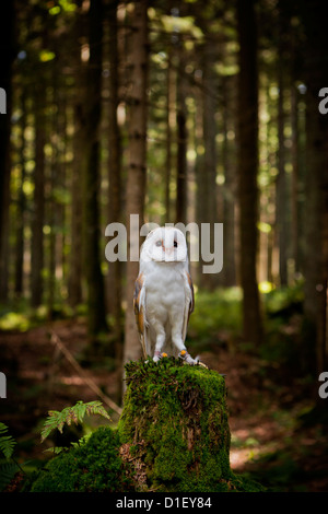 Schleiereule (Tyto Alba) auf Baumstumpf im Wald Stockfoto