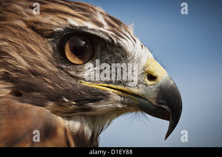 Rot - angebundener Falke (Buteo Jamaicensis), Nahaufnahme Stockfoto