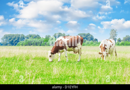 Kühe auf der Wiese unter blauem Himmel bewölkt Stockfoto