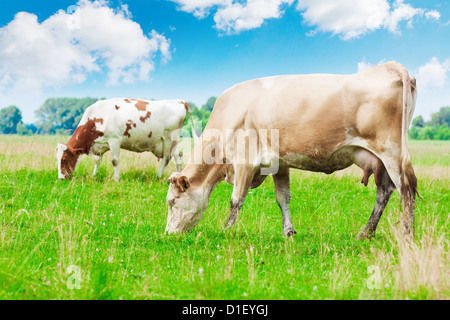 Kühe auf der Wiese unter blauem Himmel bewölkt Stockfoto