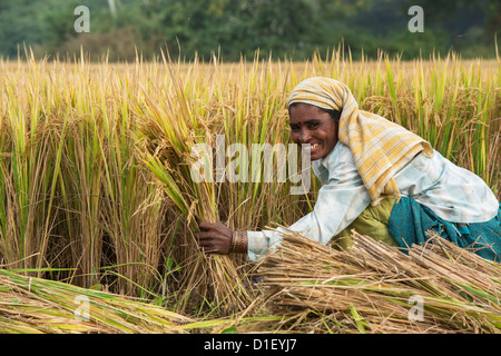 Indische Frauen schneiden Reispflanzen mit einer Sichel zur Erntezeit. Andhra Pradesh, Indien Stockfoto