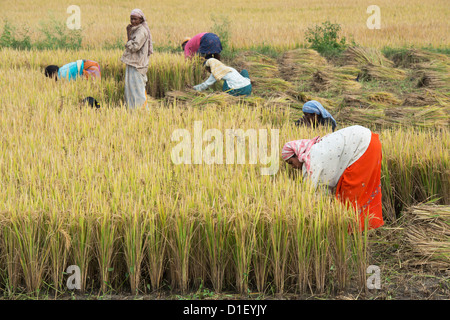 Indische Männer und Frauen schneiden Reis Pflanzen per hand zur Erntezeit. Andhra Pradesh, Indien Stockfoto