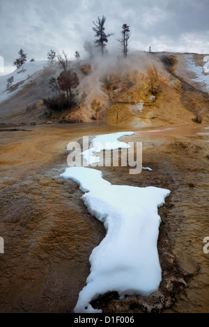 WY00100-00... WYOMING - Winter auf der unteren Terrasse von Mammoth Hot Springs von Yellowstone National Park. Stockfoto