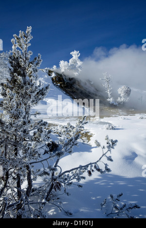 WY00117-00... WYOMING - Winter auf der unteren Terrasse von Mammoth Hot Springs im Yellowstone-Nationalpark. Stockfoto