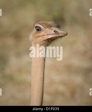 Weibliche Somali-Strauß-Kopfschuss Stockfoto