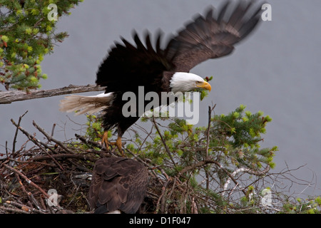 Weißkopf-Seeadler (Haliaeetus Leucocephalus) Erwachsenen ausziehen aus Nest in Douglas-Tanne auf Denman Island, BC, Kanada im Mai Stockfoto