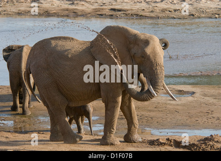 Elefanten mit Baby an der Küste des Uaso Nyiro River-Adult Spritzen Wasser Stockfoto