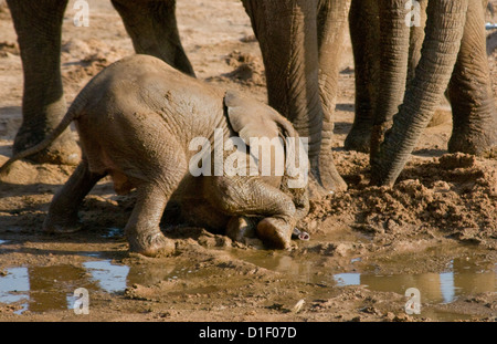 Elefanten vom Ufer des Uaso Nyiro River, trinken-Baby auf Knien Stockfoto