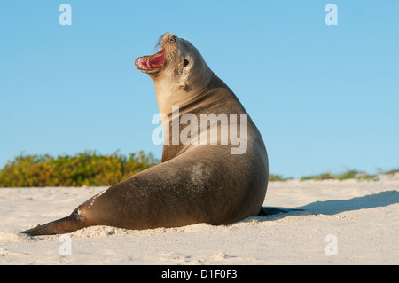 Galapagos-Seelöwe (Zalophus Wollebaeki), San Cristobal Insel, Galapagos, Ecuador Stockfoto