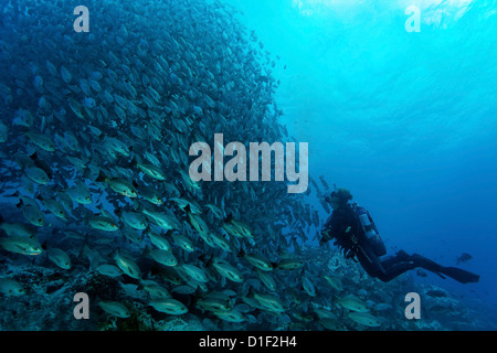 Taucher mit School of Grunzen (Haemulidae), Malpelo Insel, Columbia, Pazifik, Unterwasser Schuss Stockfoto