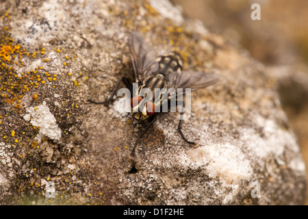 Gemeinsamen Fleisch Fly (Sarcophaga Carnaria) Stockfoto