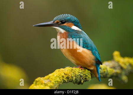 Eisvogel (Alcedo Atthis) auf einem Zweig Stockfoto