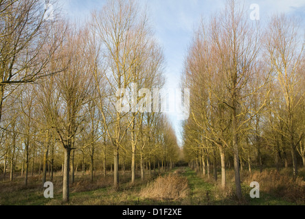 Salix Alba Caerulea Kricketschläger Willow Tree Plantage Campsea Ashe, Suffolk, England Stockfoto