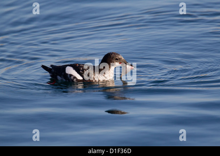 Black Guillemot Cepphus Grylle im Sommer Gefieder, Shetland, Scotland, UK Stockfoto