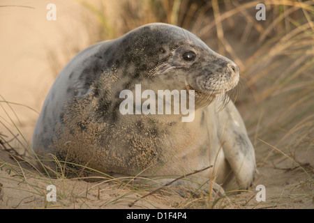 Grey Seal Pup in Sanddünen Stockfoto