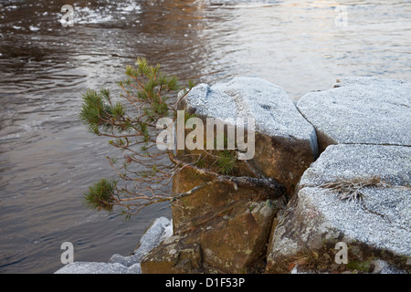 Scots Kiefer Bäumchen Pinus Sylvestris wächst aus ein Rock Riss an den Ufern des Flusses Tees im Winter Teesdale County Durham Stockfoto