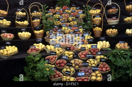 Shrewsbury Flower Show Ausstellung von Kartoffeln Stockfoto