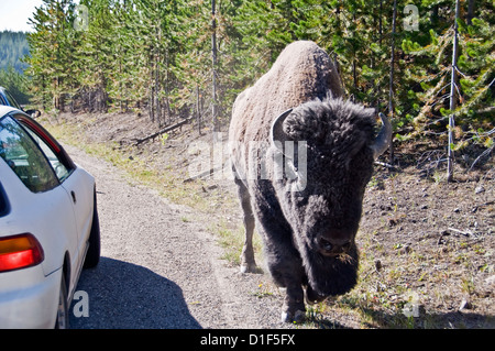 Wilden Bisons auf der Straße vor ein Auto in den Yellowstone National Park - Wyoming, USA Stockfoto