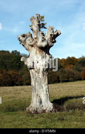 ALTER BAUM IM WALD HATFIELD. ESSEX UK. Stockfoto