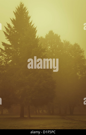 Bäume im Park am frühen Morgen mit Nebel Stockfoto