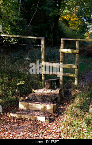 HERBST STIL IN HATFIELD WALD. ESSEX UK. Stockfoto