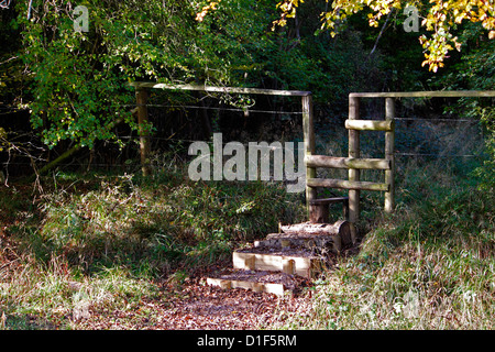 HERBST STIL IN HATFIELD WALD. ESSEX UK. Stockfoto