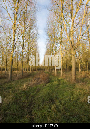 Salix Alba Caerulea Kricketschläger Willow Tree Plantage Campsea Ashe, Suffolk, England Stockfoto