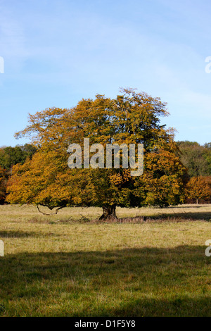 CARPINUS BETULUS. HAINBUCHE IM HERBST. HATFIELD FOREST ESSEX UK. Stockfoto