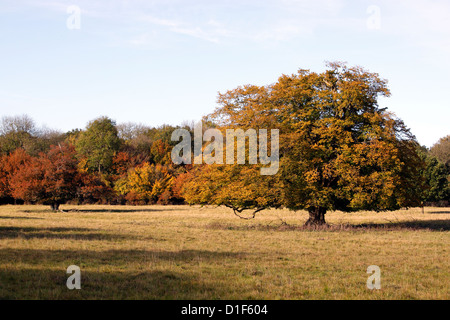 HERBST IN HATFIELD FOREST ESSEX. VEREINIGTES KÖNIGREICH. Stockfoto