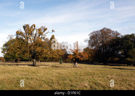 HERBSTLANDSCHAFT IM HATFIELD WALD ESSEX. VEREINIGTES KÖNIGREICH. Stockfoto