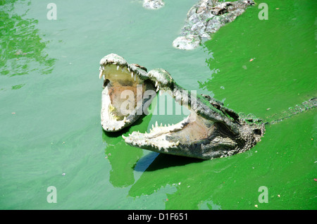 Der Mund von einem Krokodil, das aus dem Wasser herausragt Stockfoto