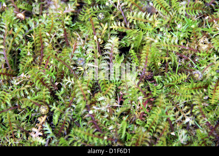 Nahaufnahme von Cotula (oder Leptinella) Squalida oder squallida Stockfoto