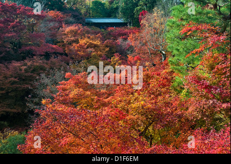 Japanische Ahornbäume in ihrem bunten Herbstlaub, gesehen von der berühmten Tsuten-Kyo Brücke am zen Buddhistischen Tempel von Tofuku-ji, Kyoto, Japan Stockfoto