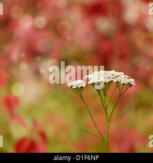 Schafgarbe - Achillea Millefolium Blumen closeup Stockfoto