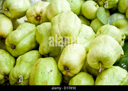 frische grüne Guave verkaufen vom Markt Stockfoto