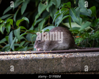 Gemeinsamen braune Ratte Essen Mais an einer Wand im Park Sheffield South Yorkshire England Stockfoto