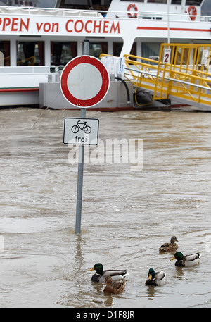 Enten schwimmen vorbei ein Verkehrsschild an den überfluteten Ufern der Mosel in Cochem, Deutschland, 18. Dezember 2012. Das Tauwetter in den letzten Tagen hat die Wasserstände in den Flüssen erhöht. Foto: Thomas Frey Stockfoto