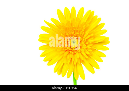 Schöne Daisy Gerbera Blume isoliert auf weißem Hintergrund Stockfoto