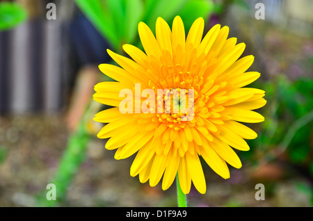 Schöne Daisy Gerbera Blume Stockfoto